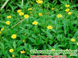 Mua Bán Cây Sài Đất Tại Quận Gò Vấp Giúp Trẻ Em Phòng Ngừa Bệnh Sởi Rất Hiệu Quả ???